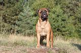 BULLMASTIFF 004